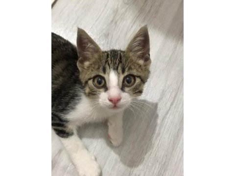 Acil tekir kedisi sahiplendirme
