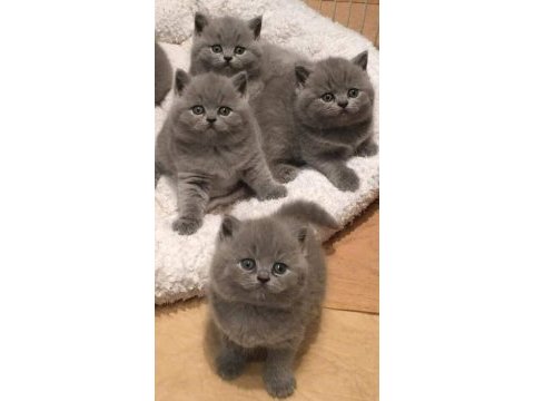 British shorthair yavrular istanbul avcılar