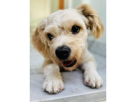 Eğitimli maltipoo