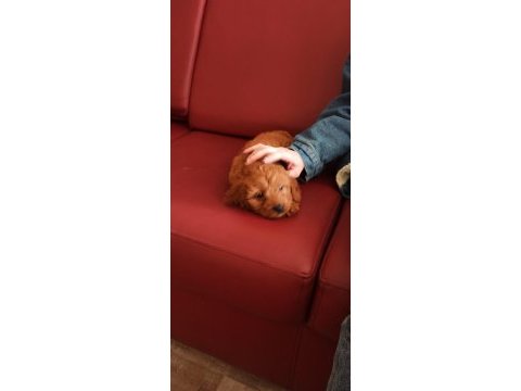 Yavru dişi toy poodle