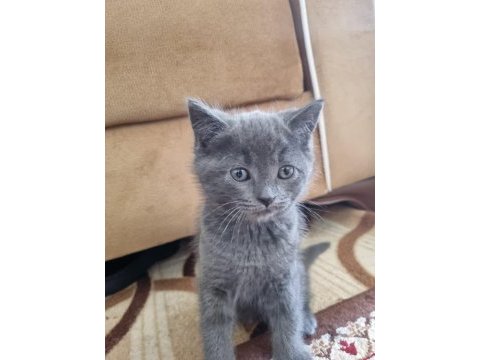 British shorthair