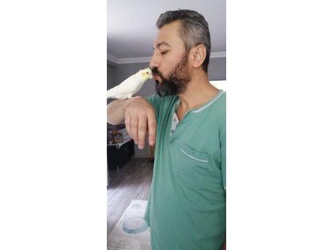 Alışkın sultan papağanımız