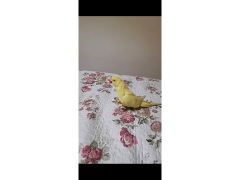 Dişi pakistan papağanı
