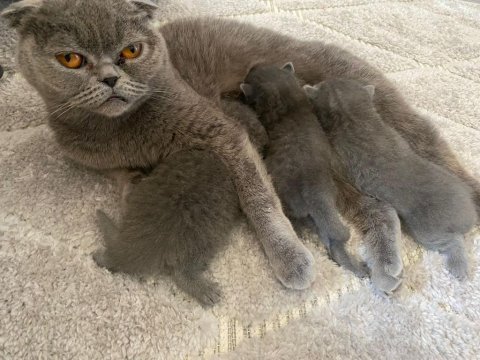Scottish fold ve straight gri