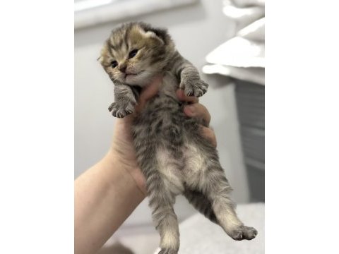 Tabby cinsi scottish fold kızımız yuvasını arıyor