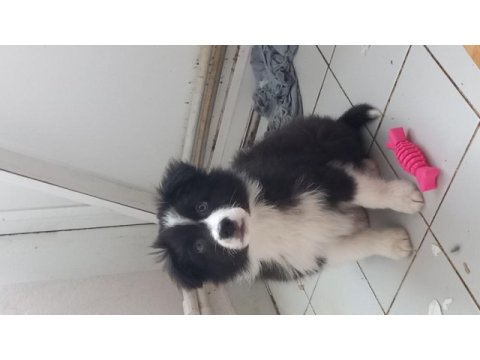 Border collie birinci sınıf acarlar sarıyer