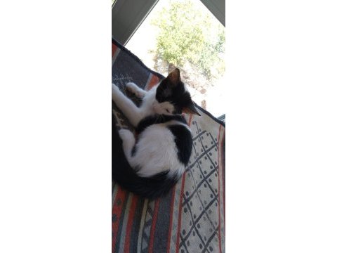 Farklı gözler ile farklı bir yavru kedim