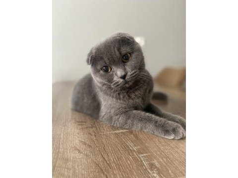Scottish fold kısırlaştırılmış dişi