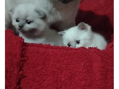 Blue point scottish fold izmir buca