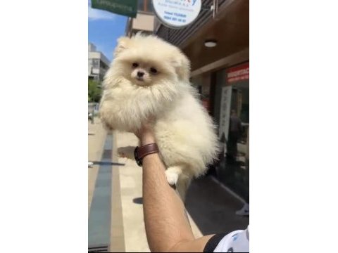 Pomeranian boo bebekler