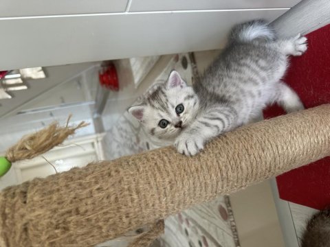 British shorthair kedim