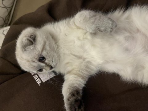 3 aylık dişi scottish fold
