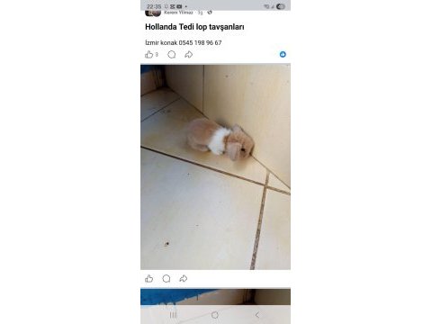 Hollanda teddy lop tavşan yavruları