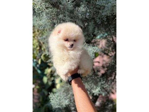 Safgan ırk garantisi yavrularımız pomeranian boo