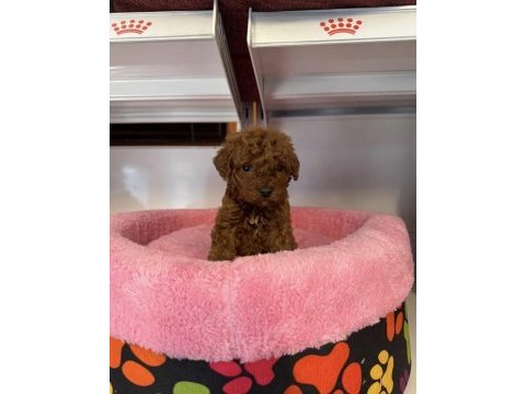 Bebek yüzlü toy poodle yavrularımız