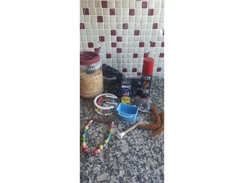 Çekoslovak muhabbet kuşu