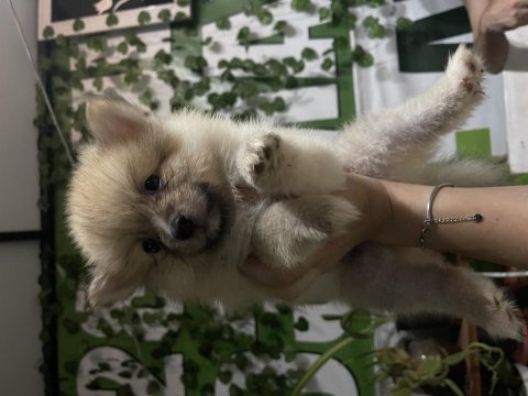 Yavru pomeranian 40 günlük