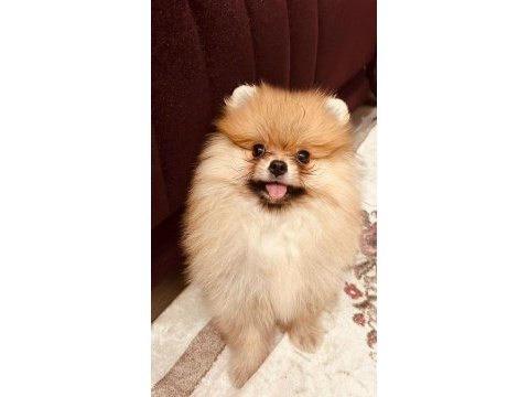 Irk ve kg garantili pomeranian boo yavrumuz