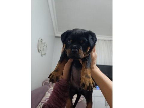 Rottweiler yavruları