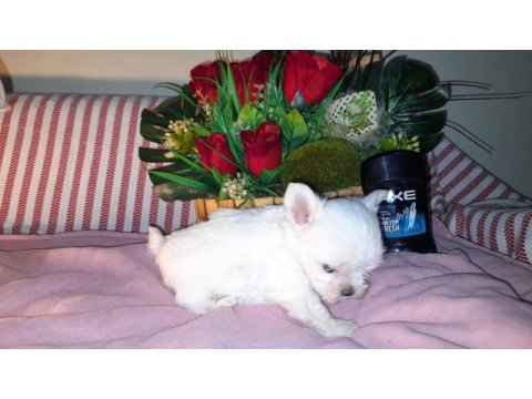 Çay fincanı white terrier bebek