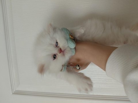 Sıfır burun exotic shorthair beyaz meleklerim