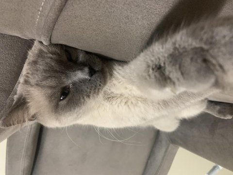 Bu yakışıklı british shorthair oğlumuzu sahiplendiriyoruz