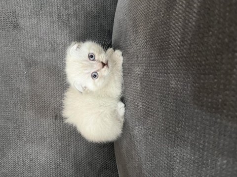 Blue point scottish ve scottish fold yavru