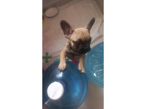 Sağlıklı fransız bulldog yavrular