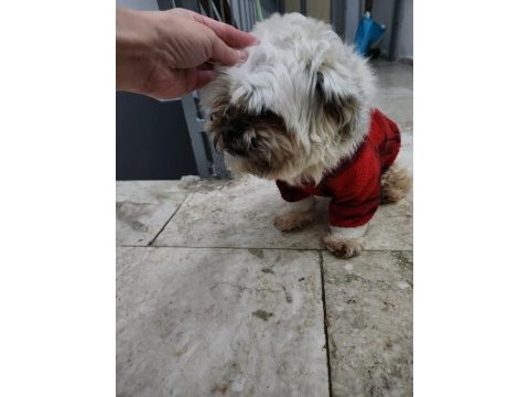 Köpeğimiz sahiplendirilecektir