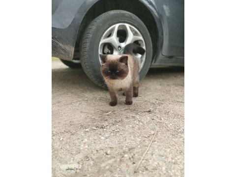 Bir çift kedimiz aşık kumrular