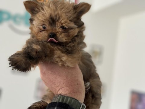 Wc eğitimli en güzel morkie yavrularımız