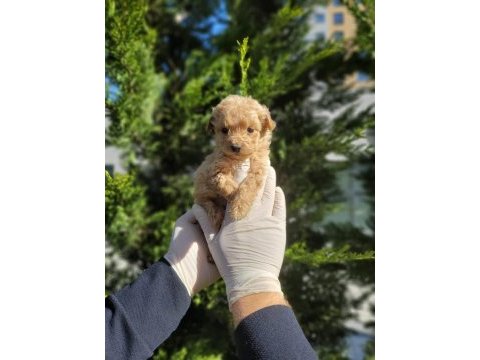 Sevgi dolu maltipoo yavrularımız