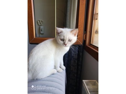 British blue point