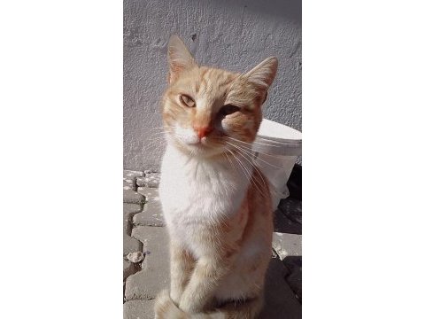 Sarman kedimize yuva 10 aylık erkek