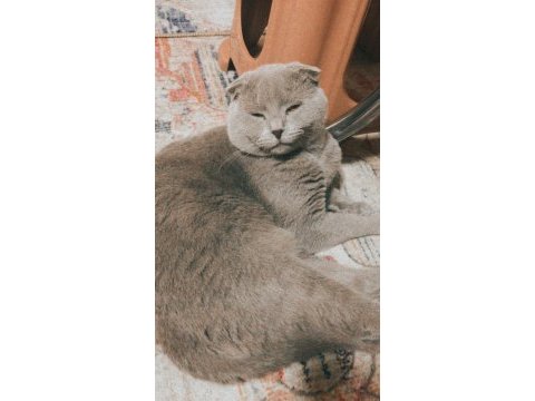 Erkek scottish fold kedimi sahiplendireceğim