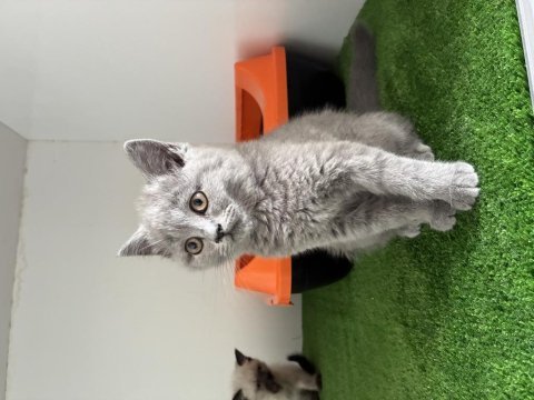 Irk garantili british shorthair