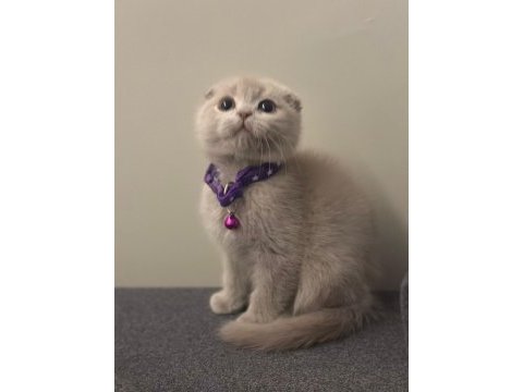Özel renk scottish fold lilac renk anatomi harikası