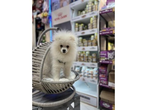 Beyaz erkek pomeranian yavru