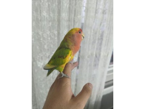 Acil satılık sevda papağanımız