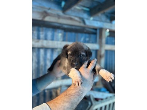 Kara boğa yavru köpekler için