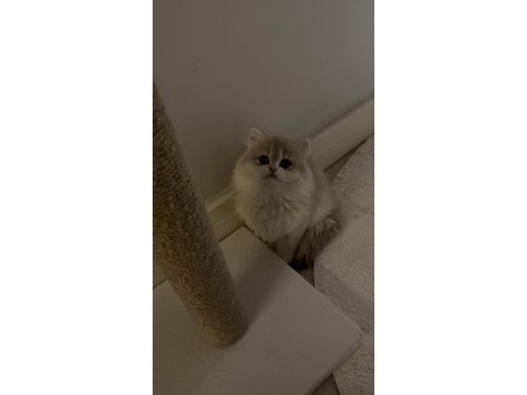 Saf kan british longhair golden
