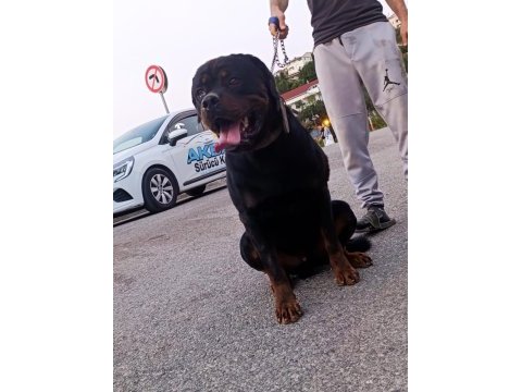 1 buçuk yaşındaki aktif erkek rottweiler