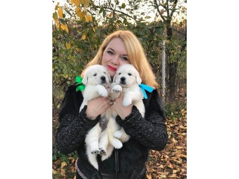 Golden retriever kapıda ödeme hizmetimiz vardır