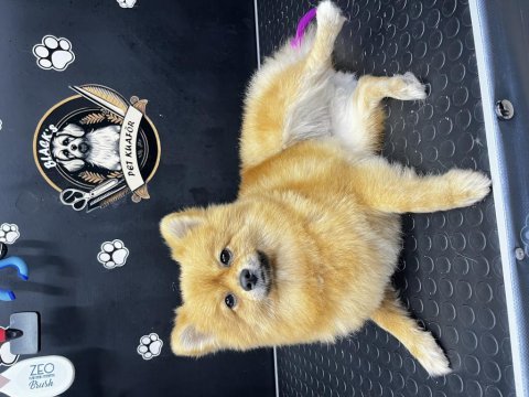 Uygun annelik tecrübeli dişi pomeranian boo
