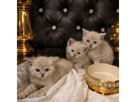 2 aylık british shorthair bebekler