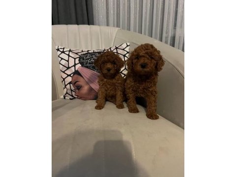 1 dişi ve 1 erkek red brown toy poodle bebekler