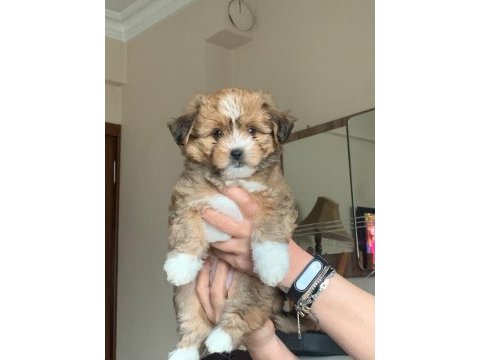 Gold marke morkie bebekler