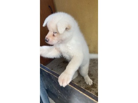 Beyaz akita 