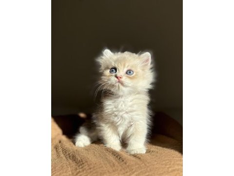 Harika renk blue golden ay11 british longhair