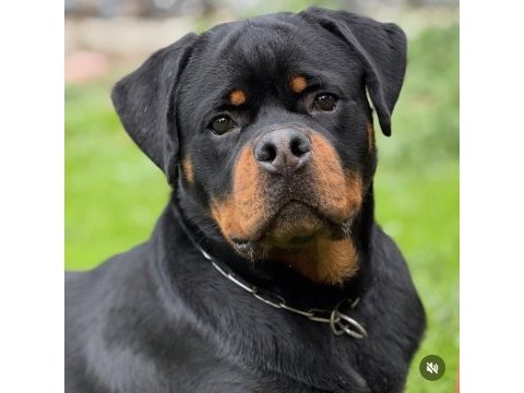 Avrupa şampiyonu rottweiler yavrusu 10 aylık erkek